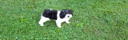 Cavapoo dogs for sale: Cavapoo 2 - Ad 2
