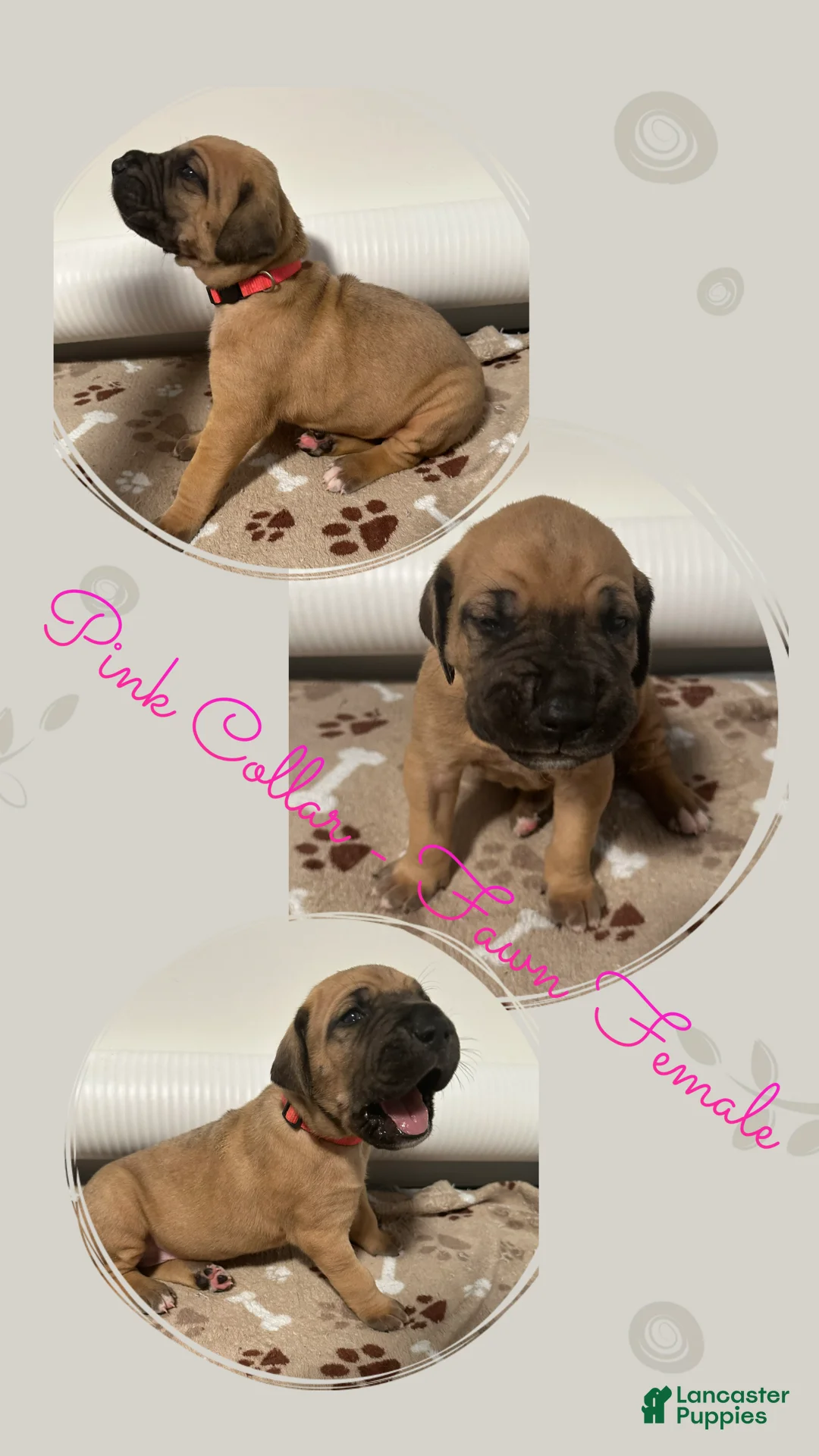 Great Dane dogs for sale: Pink Collar - Ad 1