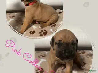 Great Dane dogs Pink Collar - Ad 25