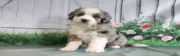 Mini Bernedoodle dogs for sale: Maggie - Ad 2
