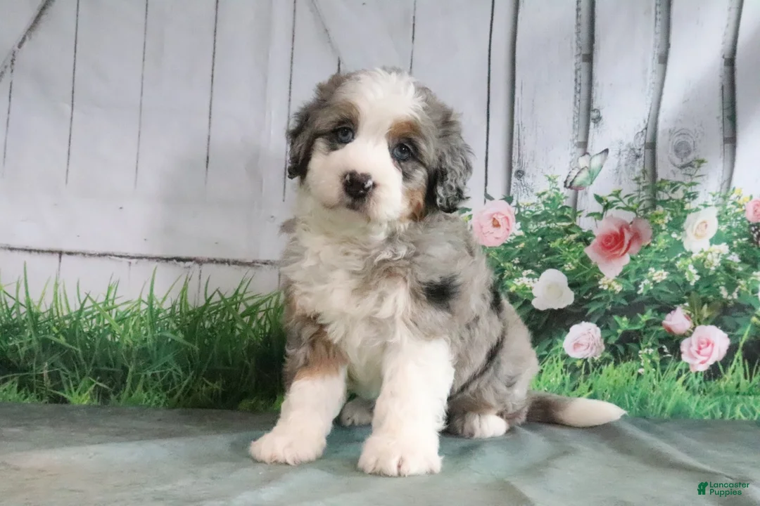 Mini Bernedoodle dogs for sale: Maggie - Ad 2