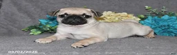 Pug dogs for sale: Biscuit - Ad 5