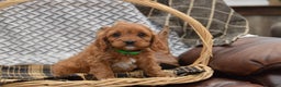 Cavapoo dogs for sale: Janson - Ad 6