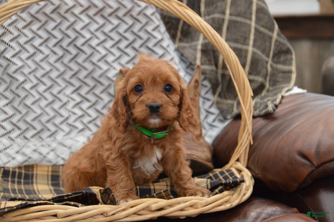 Cavapoo dogs for sale: Janson - Ad 6
