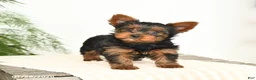 Yorkshire Terrier dogs for sale: Mandy - Ad 2