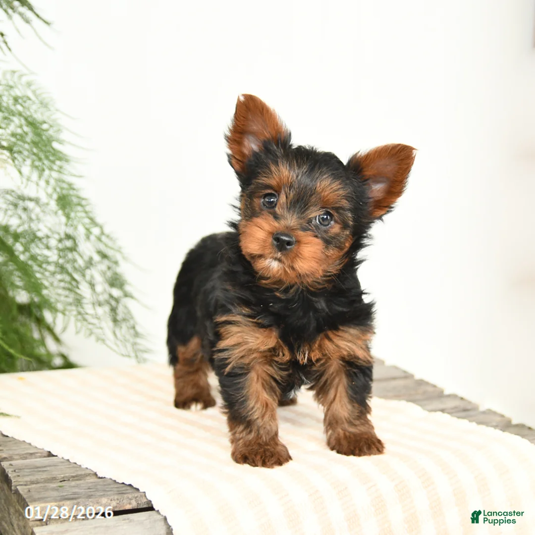 Yorkshire Terrier dogs for sale: Mandy - Ad 2