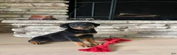 Rottweiler dogs for sale: Roxy - Ad 3