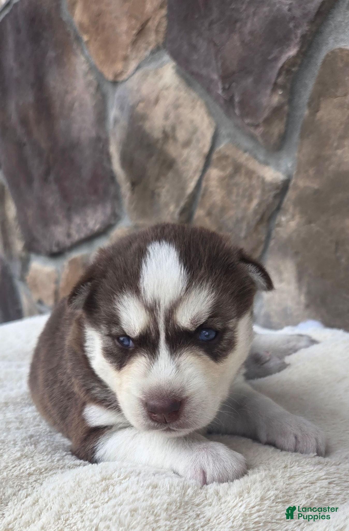 Siberian Husky dogs Ginger - Ad 1