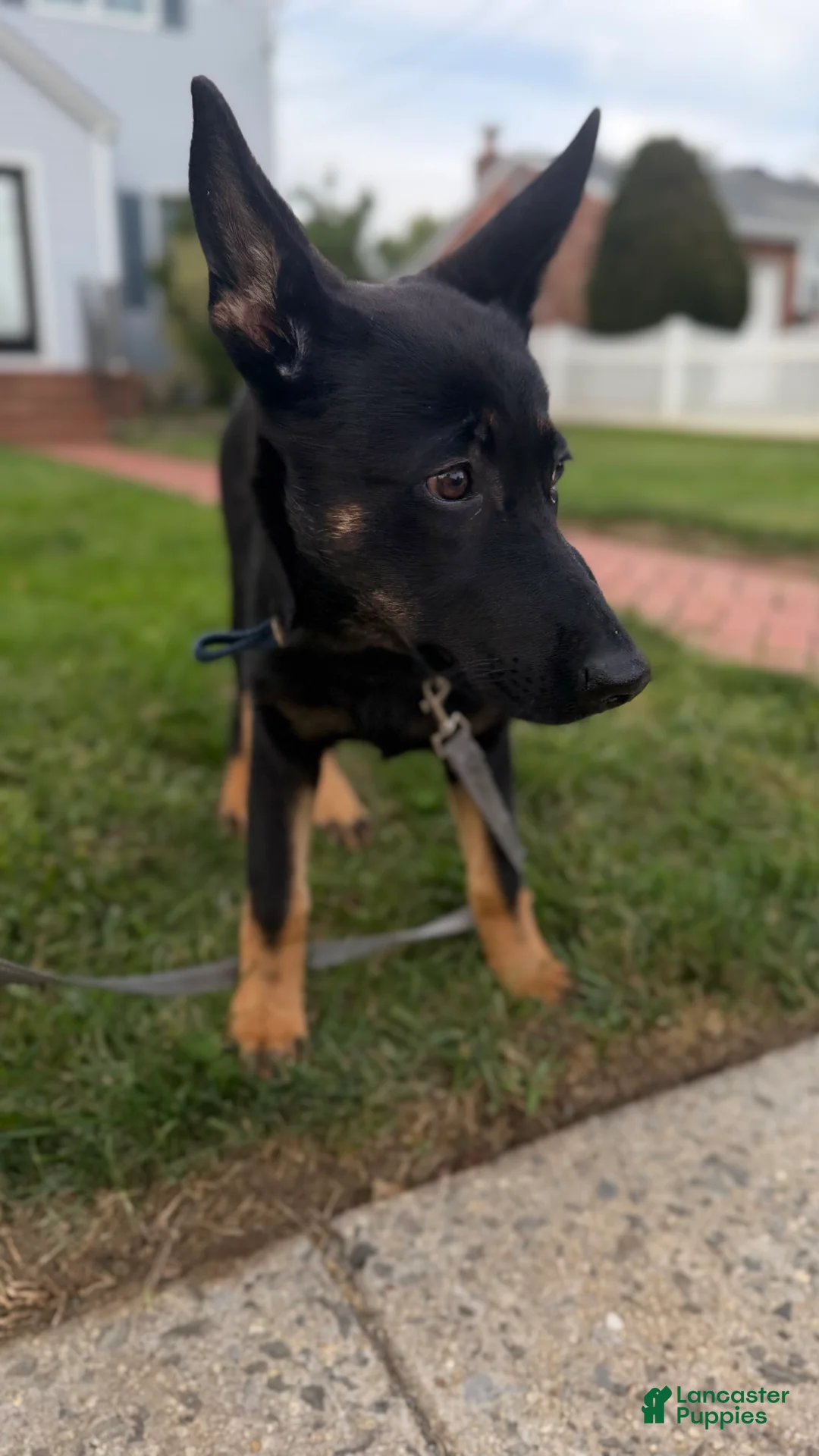 German Shepherd dogs for sale: German Shepherd 1 - Ad 3