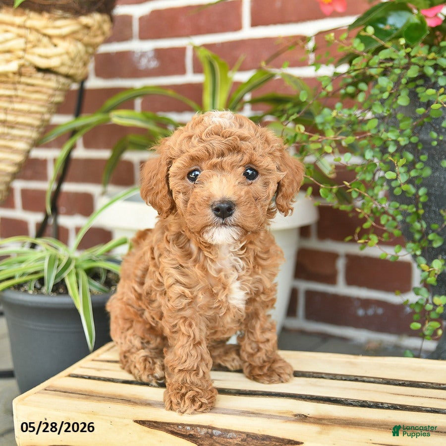 Toy Poodle dogs for sale: Jewel  - Ad 1