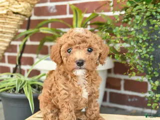 Toy Poodle dogs for sale: Jewel - Ad 1