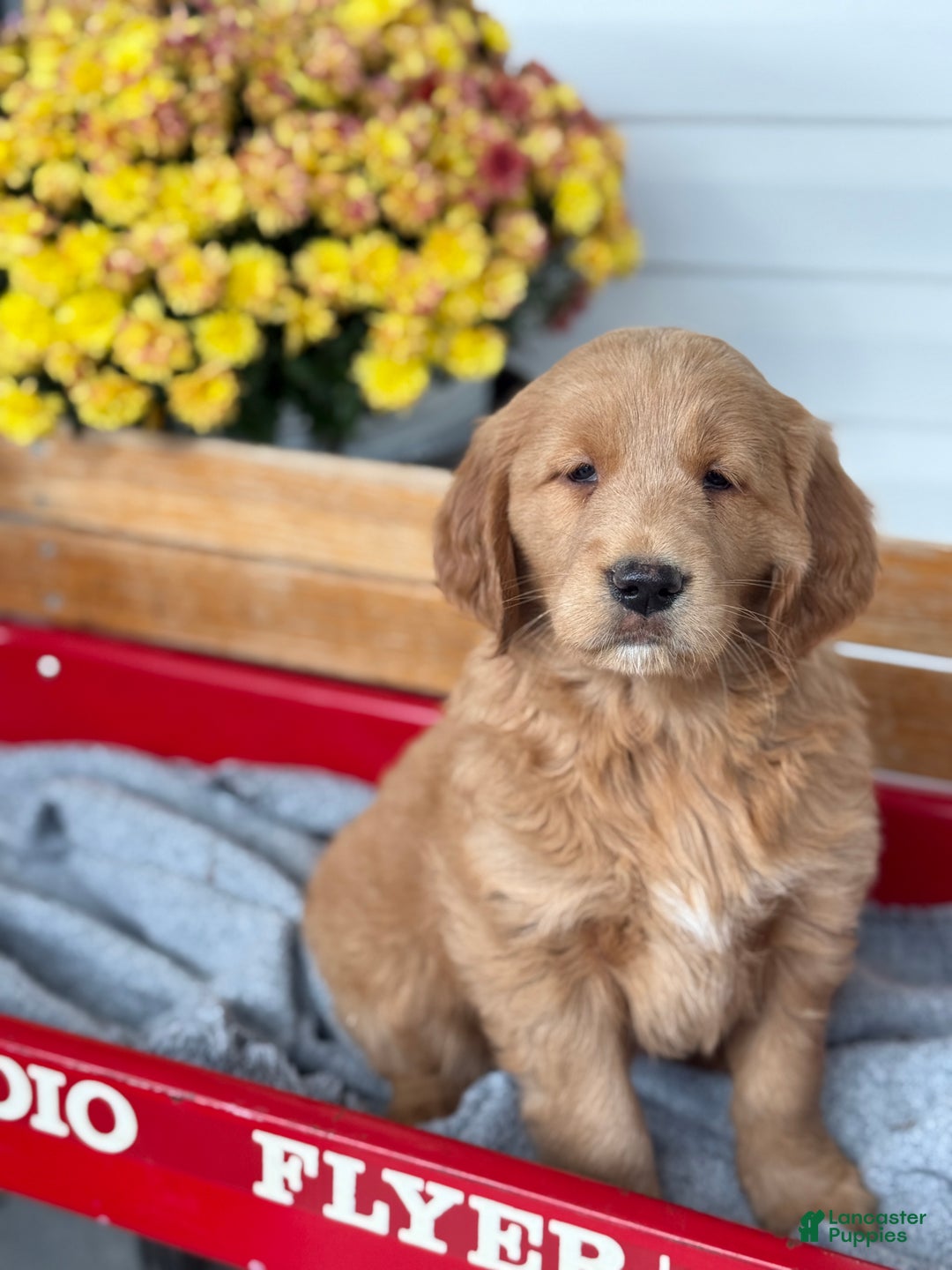 Goldendoodle dogs for sale: Bunnie - Ad 9