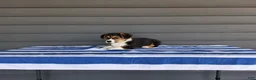 Welsh Corgi Pembroke dogs for sale: Casper - Ad 3