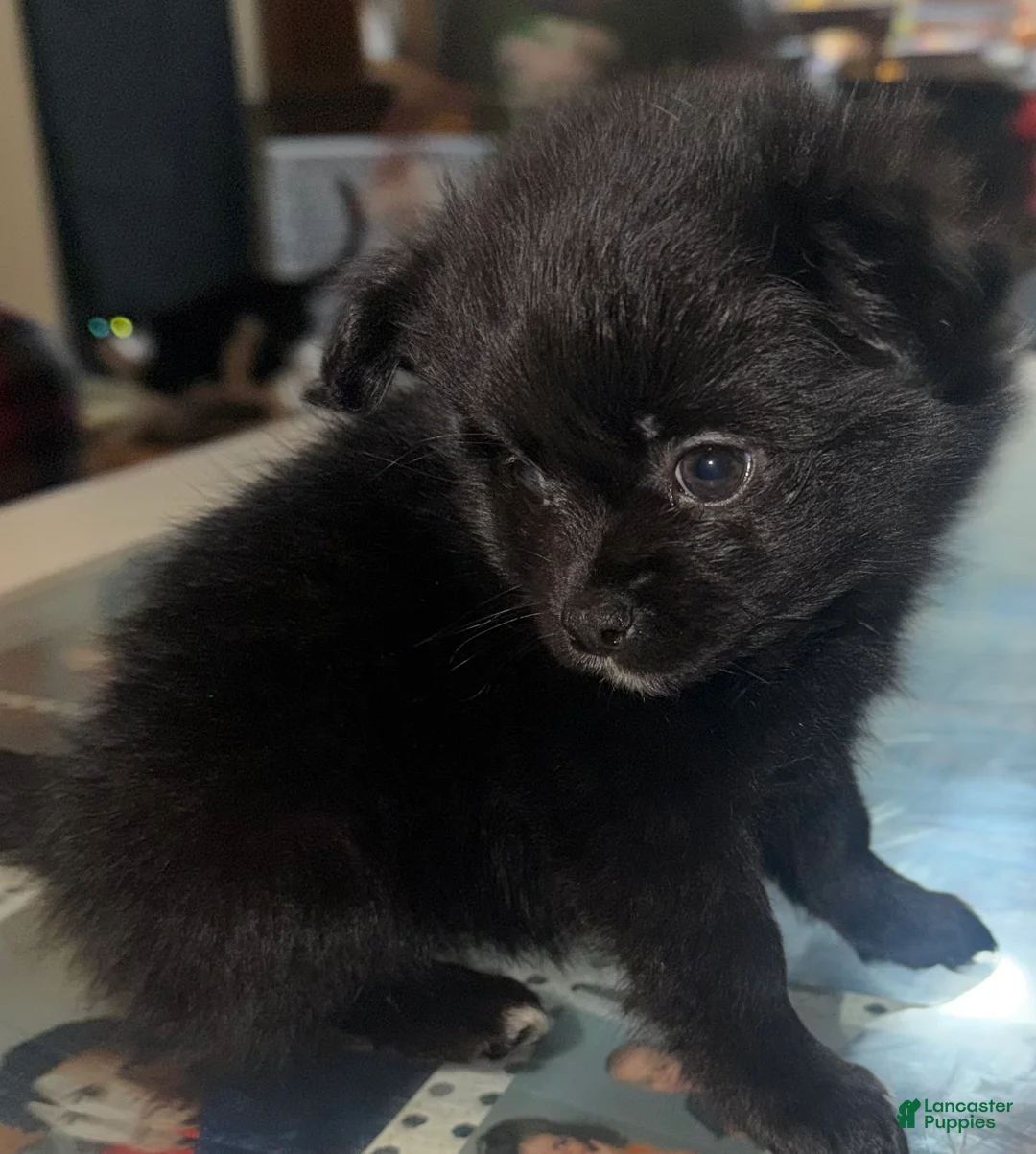Mixed Breed dogs for sale: Paris - Ad 1