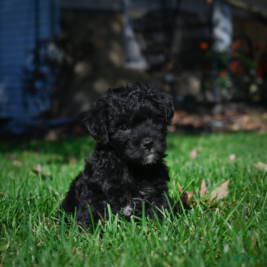 Yorkiepoo dogs for sale: Carol - Ad 4
