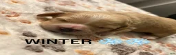 Maltipoo dogs for sale: Winter - Ad 6