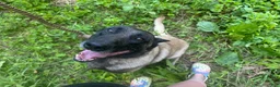 Belgian Malinois dogs for sale: Belgian Malinois 2 - Ad 22
