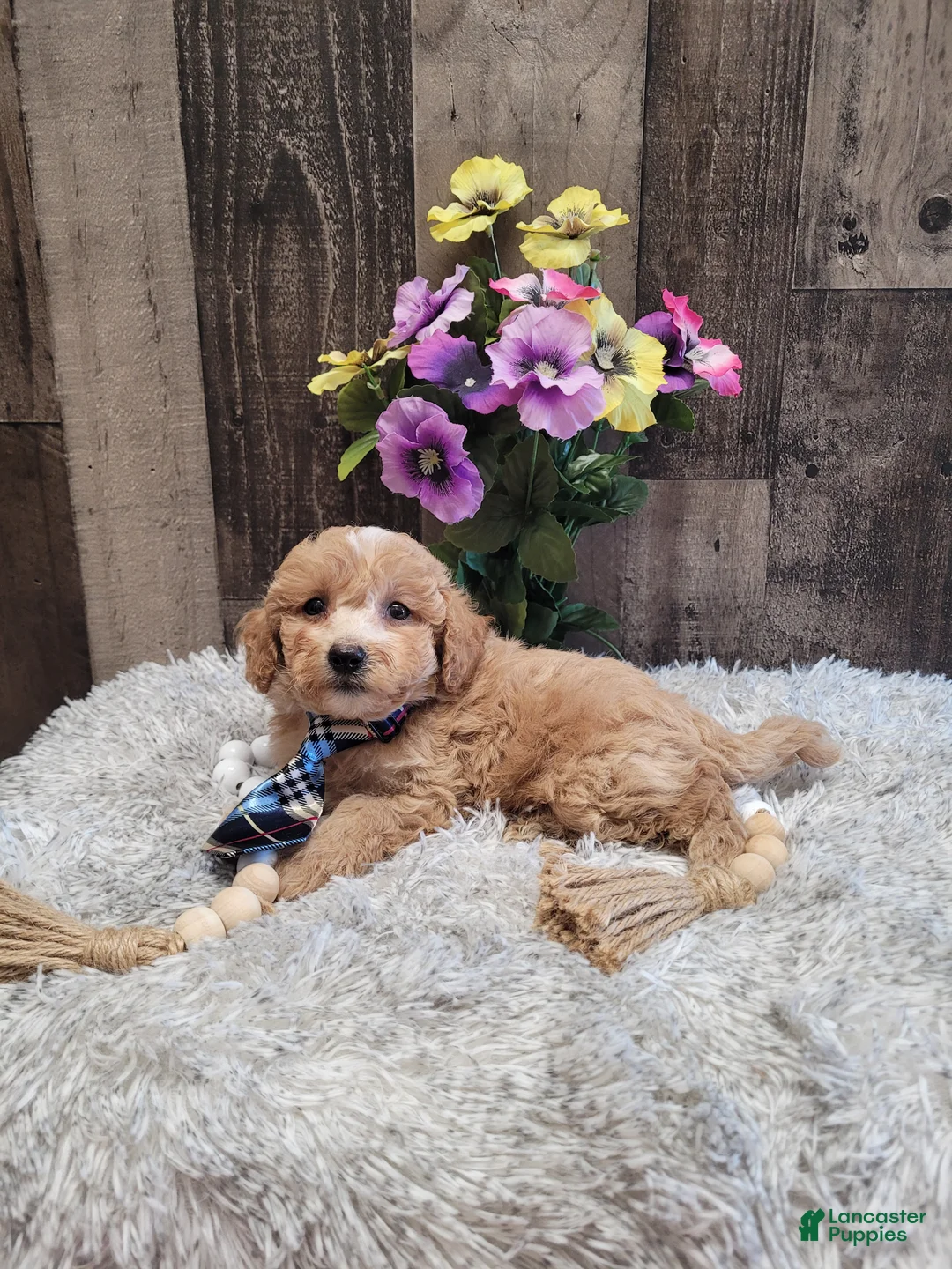 Mixed Breed dogs for sale: Hector - Ad 2