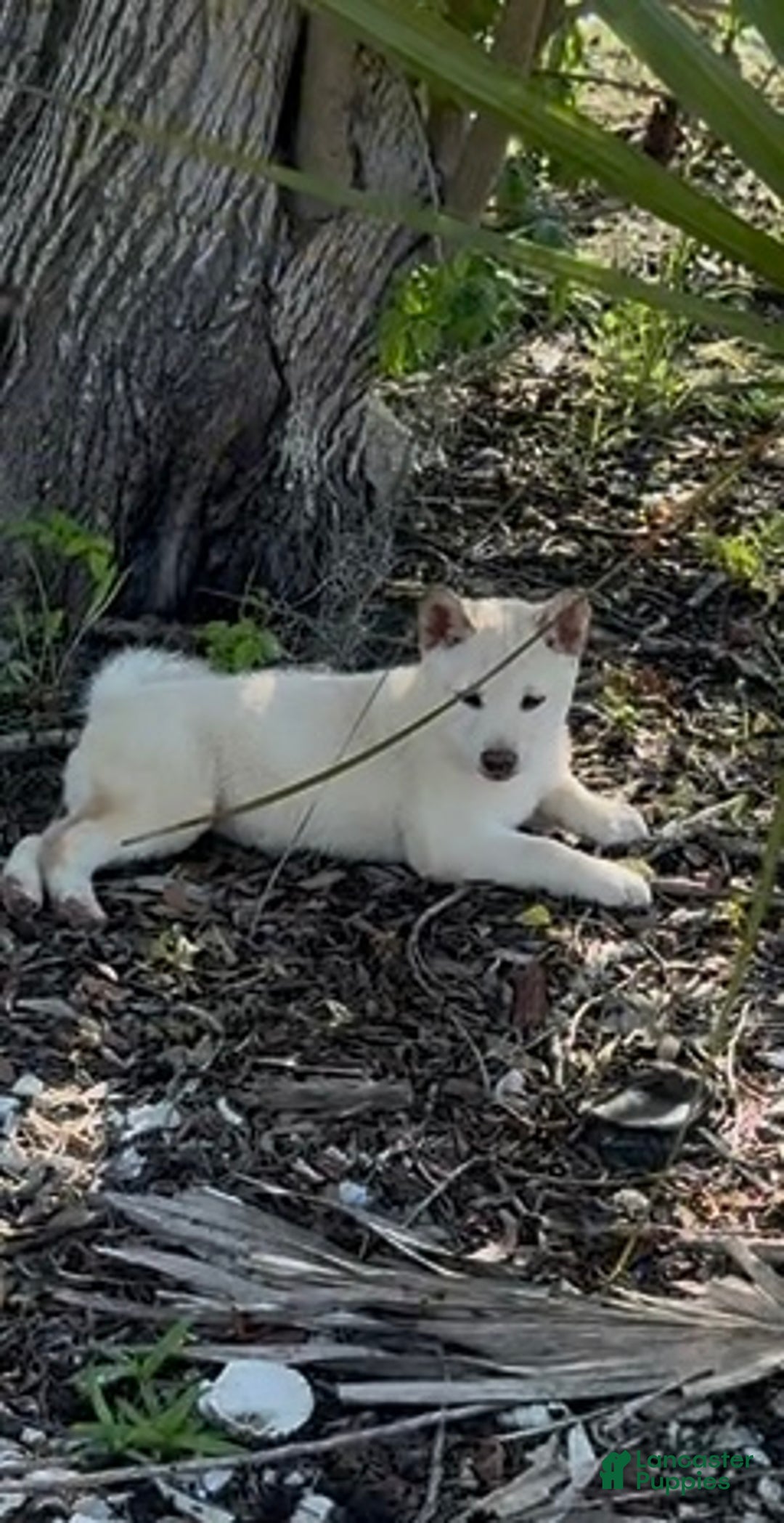 Shiba Inu dogs for sale: Shiba Inu Puppy 5 - Ad 7