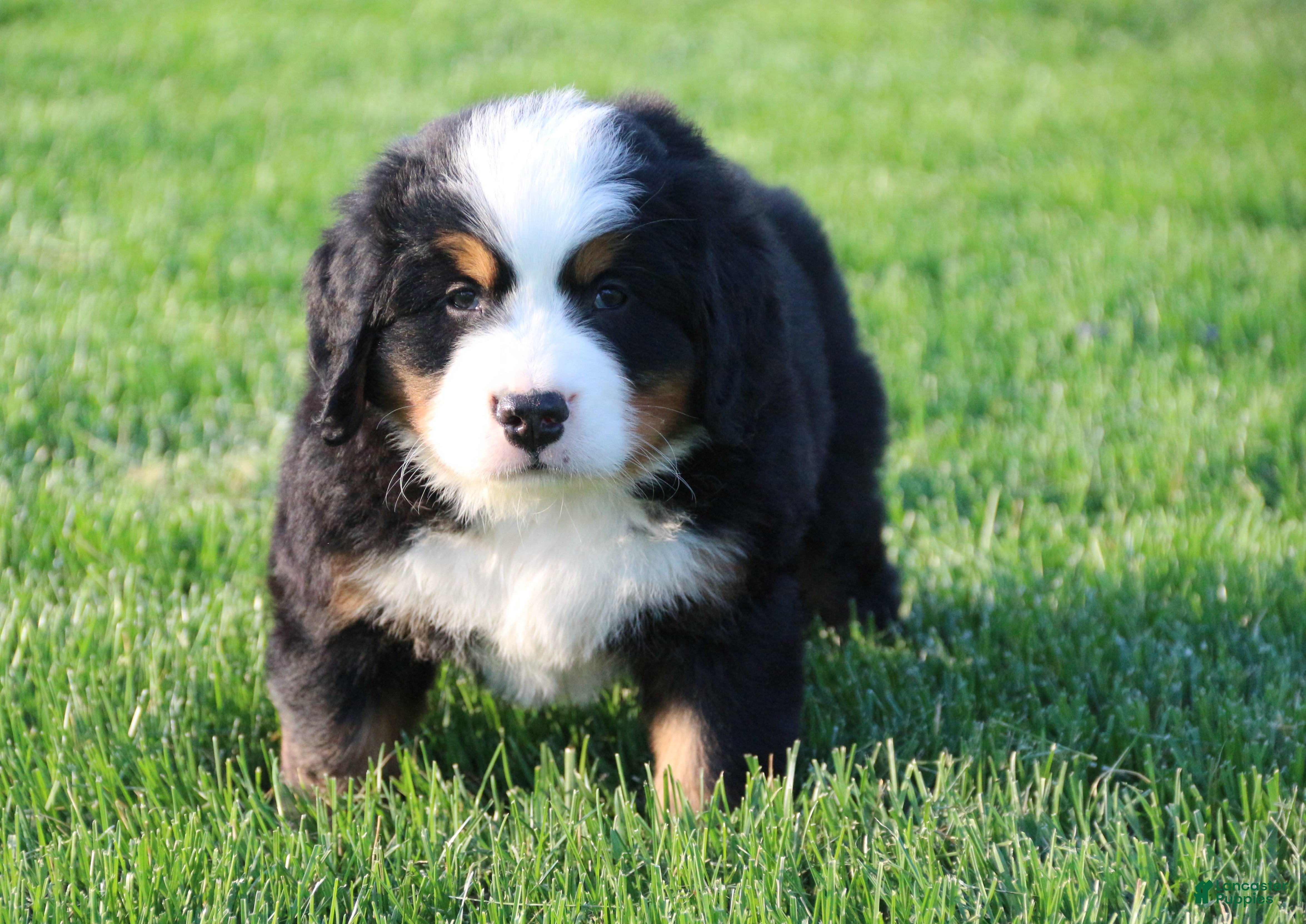 Bernese Mountain Dog dogs Archie - Ad 2