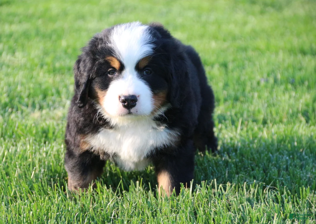 Bernese Mountain Dog dogs for sale: Archie - Ad 2