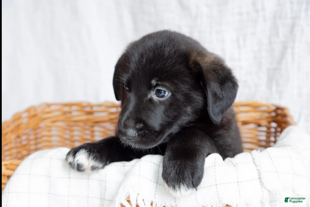 Mixed Breed dogs for sale: Bella - Ad 1