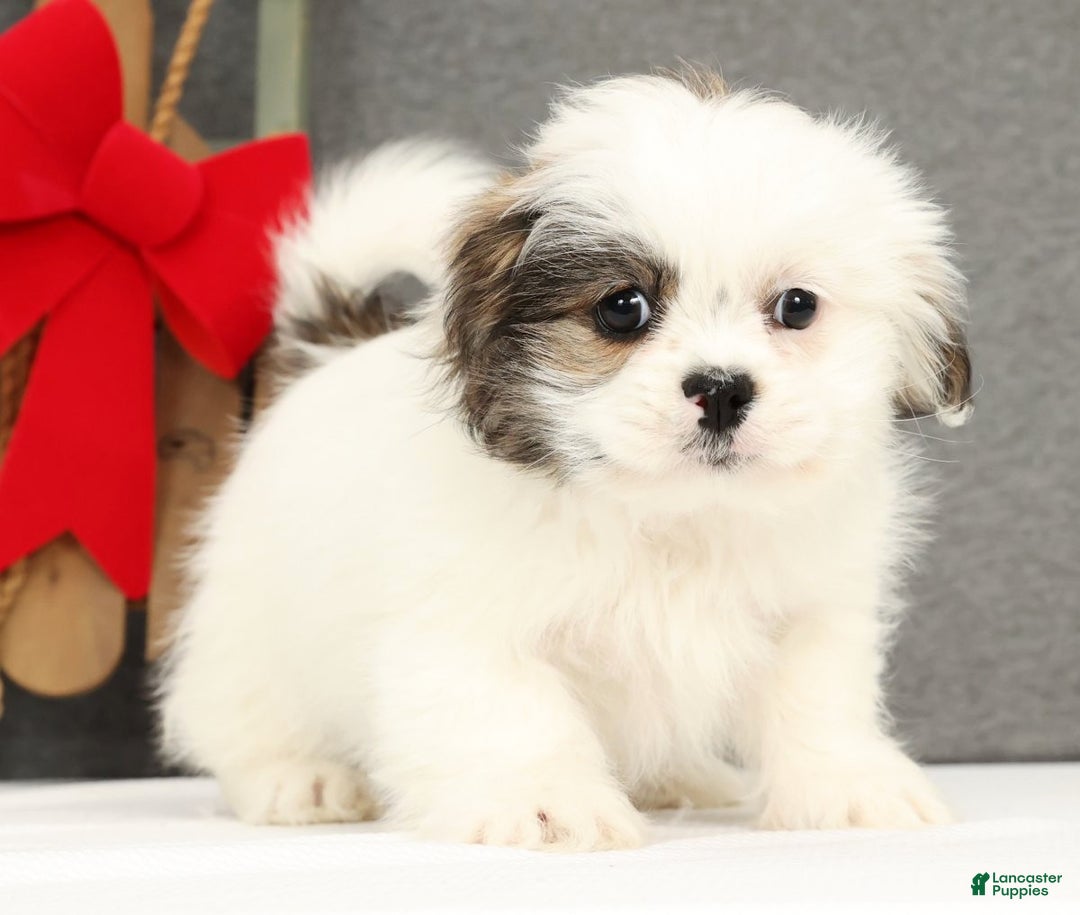 Lhasa Apso dogs for sale: Fiona - Ad 4