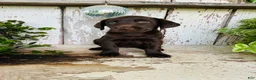 Labrador Retriever dogs for sale: Fay - Ad 6