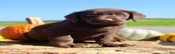 Labrador Retriever dogs for sale: Zeus  - Ad 5
