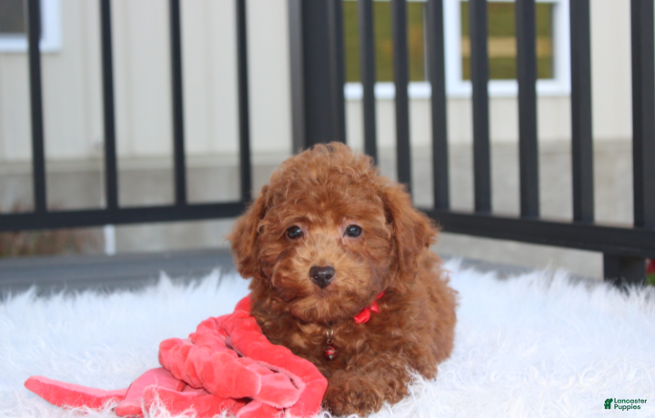 Bichpoo dogs for sale: Simba - Ad 2