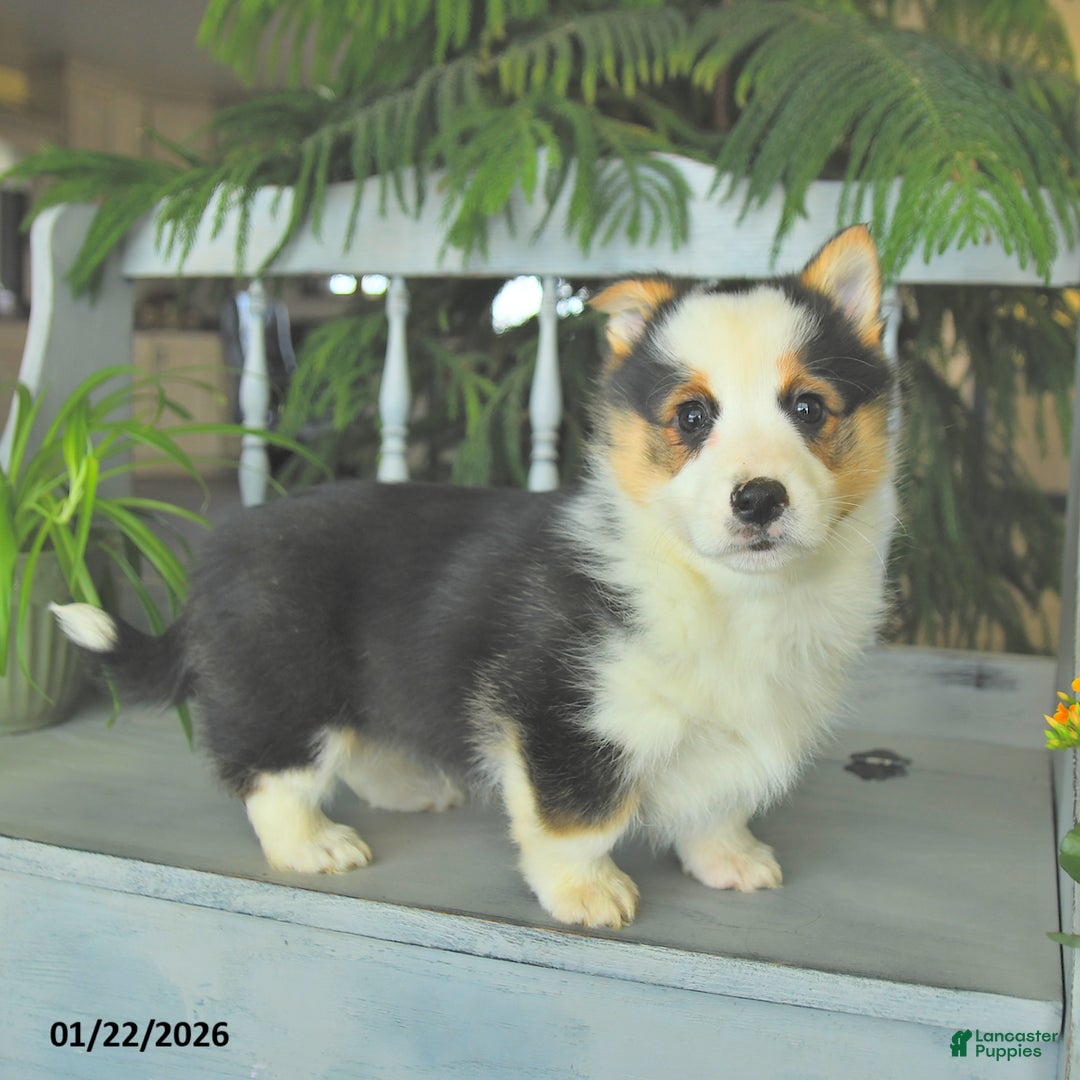Welsh Corgi Pembroke dogs for sale: Elvis  - Ad 4