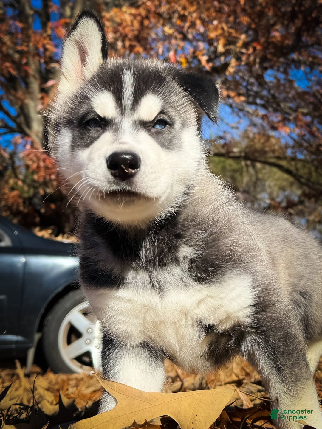 Siberian Husky dogs for sale: Siberian Husky puppy Jack Frost - Ad 5