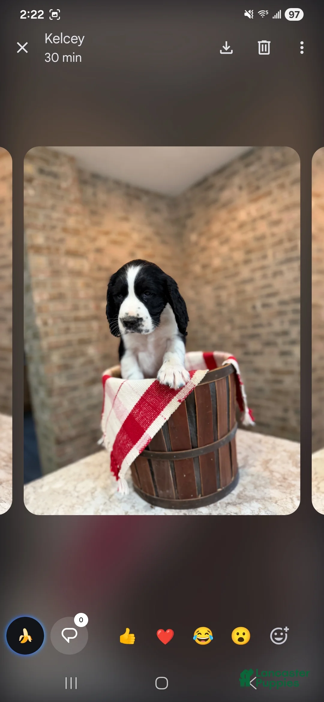 English Springer Spaniel dogs for sale: English Springer Spaniel Puppy 6 - Ad 1