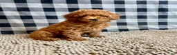 Miniature Poodle dogs for sale: Nola - Ad 1
