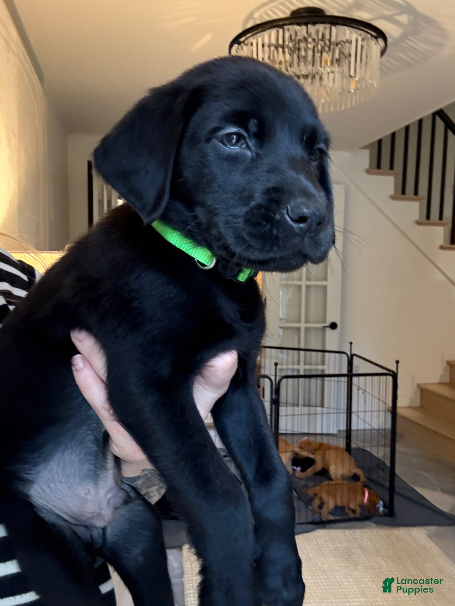 Labrador Retriever dogs Green Collar Male - Ad 2