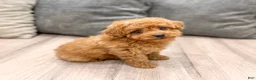Miniature Poodle dogs for sale: Rory - Ad 3