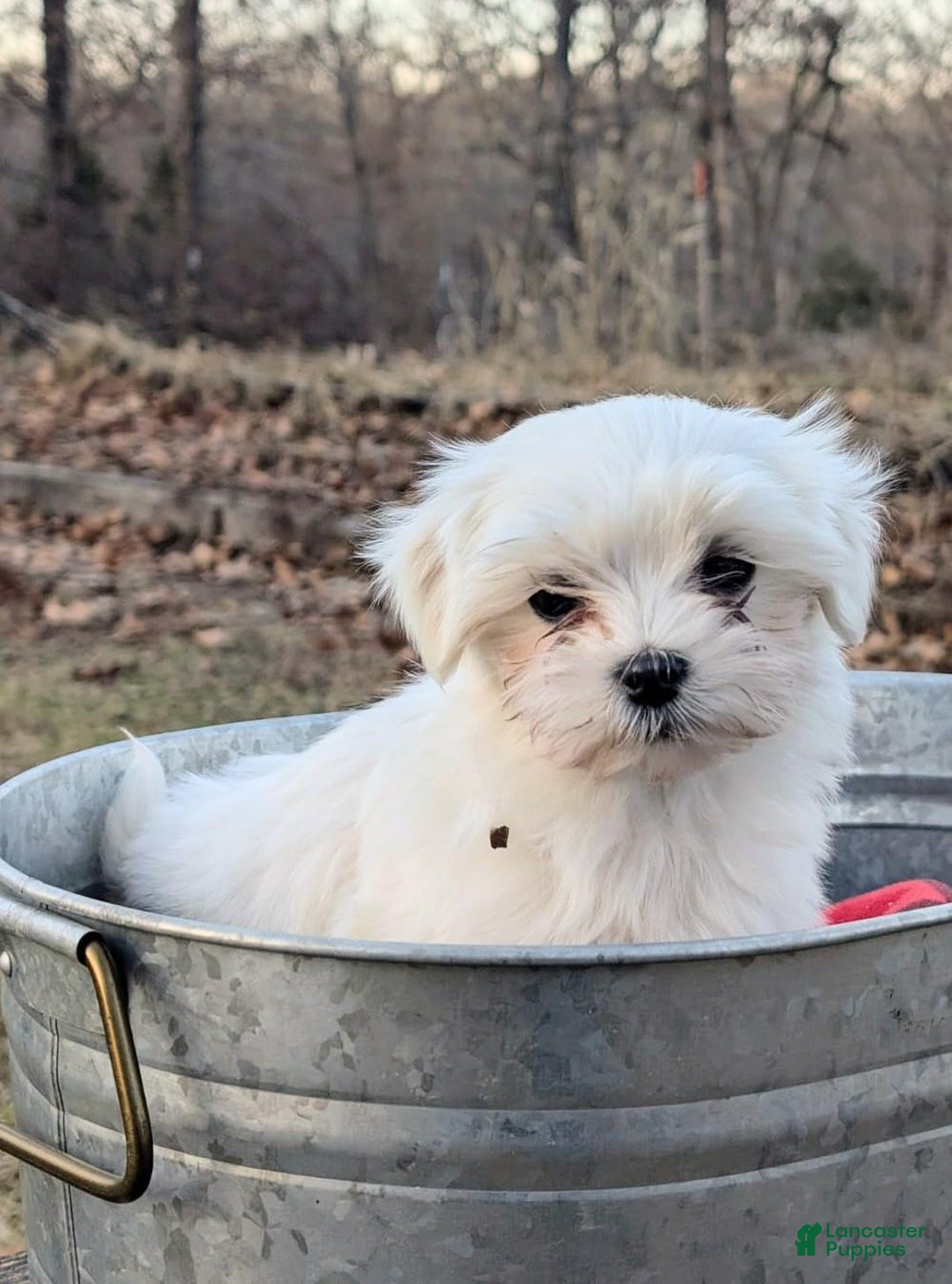 Maltese dogs for sale: Maltese Puppy 2 - Ad 3