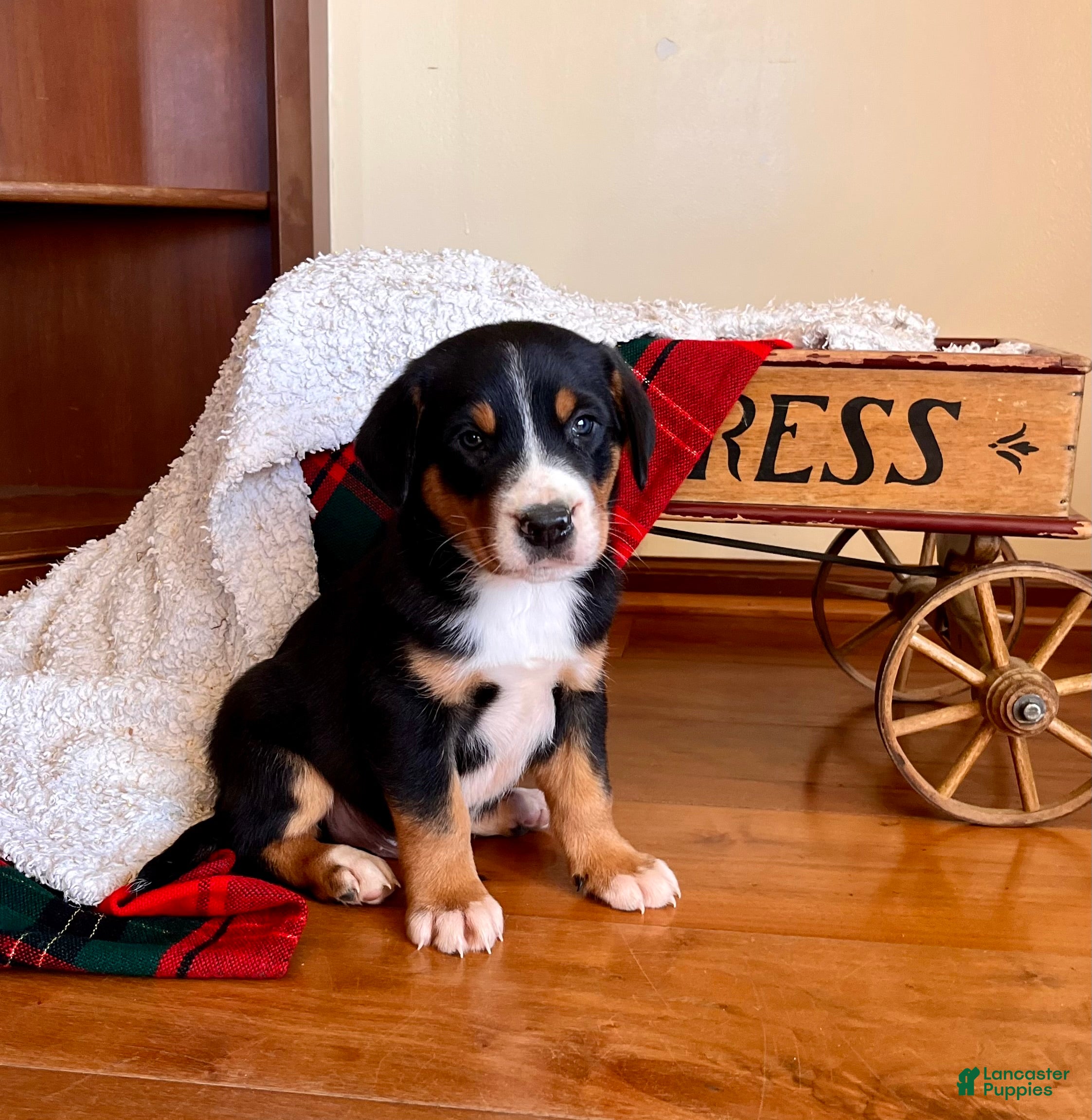 Greater Swiss Mountain Dog dogs Samson🎄❤️AKC Hip Cert ❤️Call 717-859-8731 - Ad 13