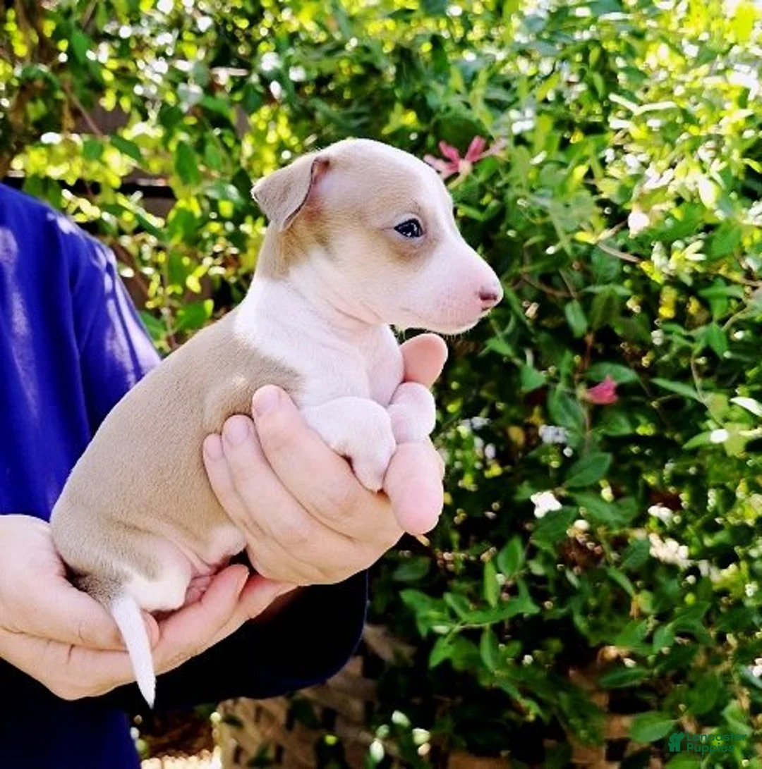 Italian Greyhound dogs for sale: Sunny - Ad 1