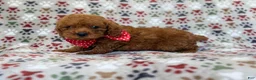 Cavapoo dogs for sale: Lucky - Ad 7