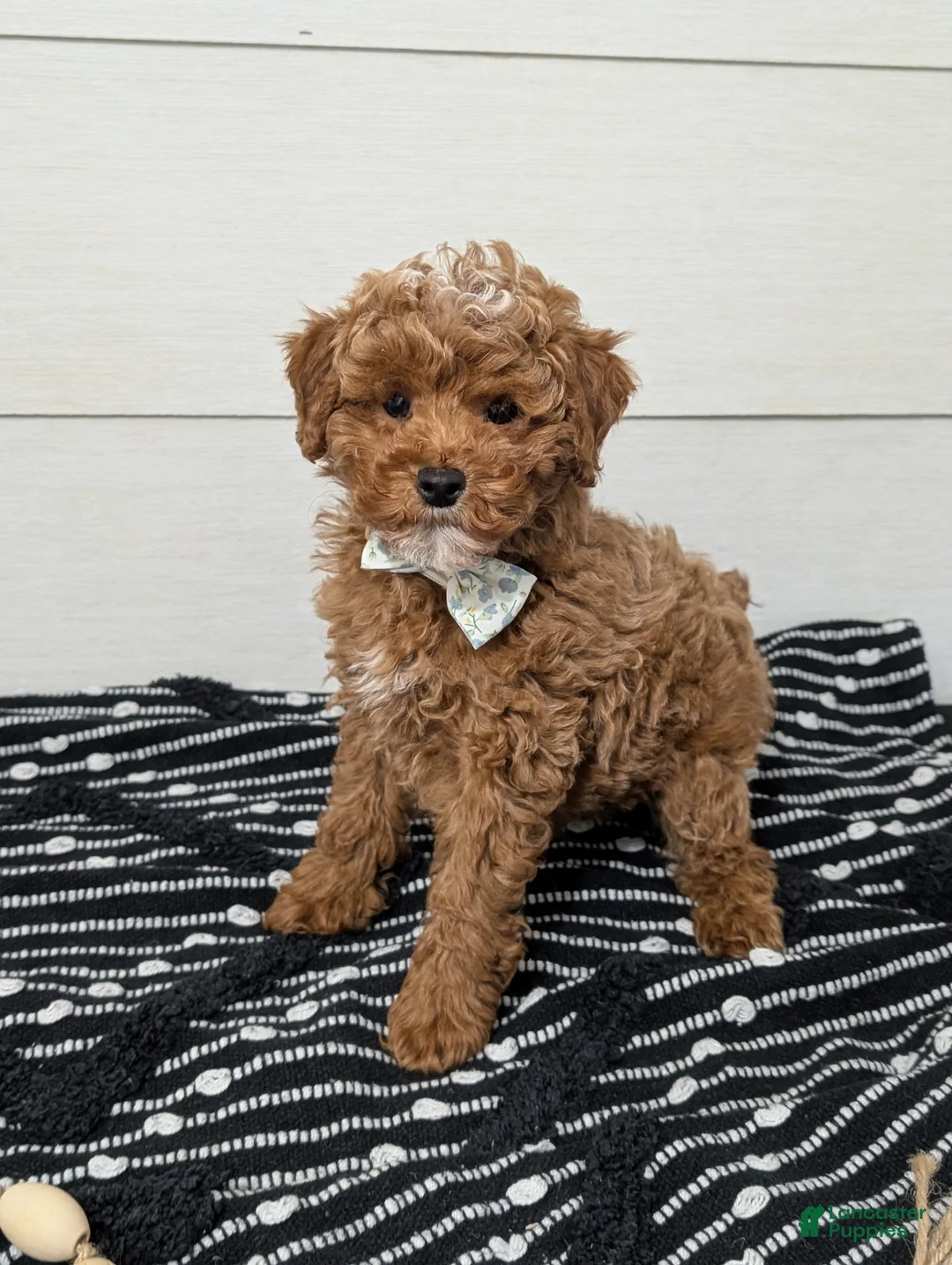 Toy Poodle dogs for sale: Snickerdoodle  - Ad 4