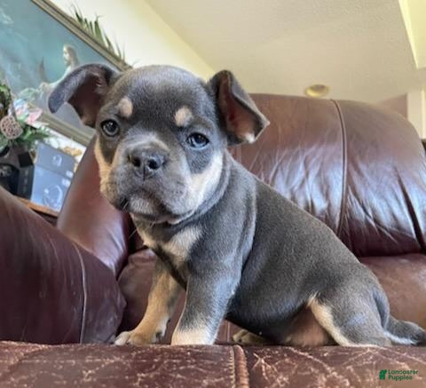 French Bulldog dogs Tinkerbell - Ad 1