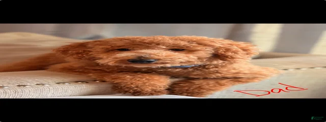 Teddy
