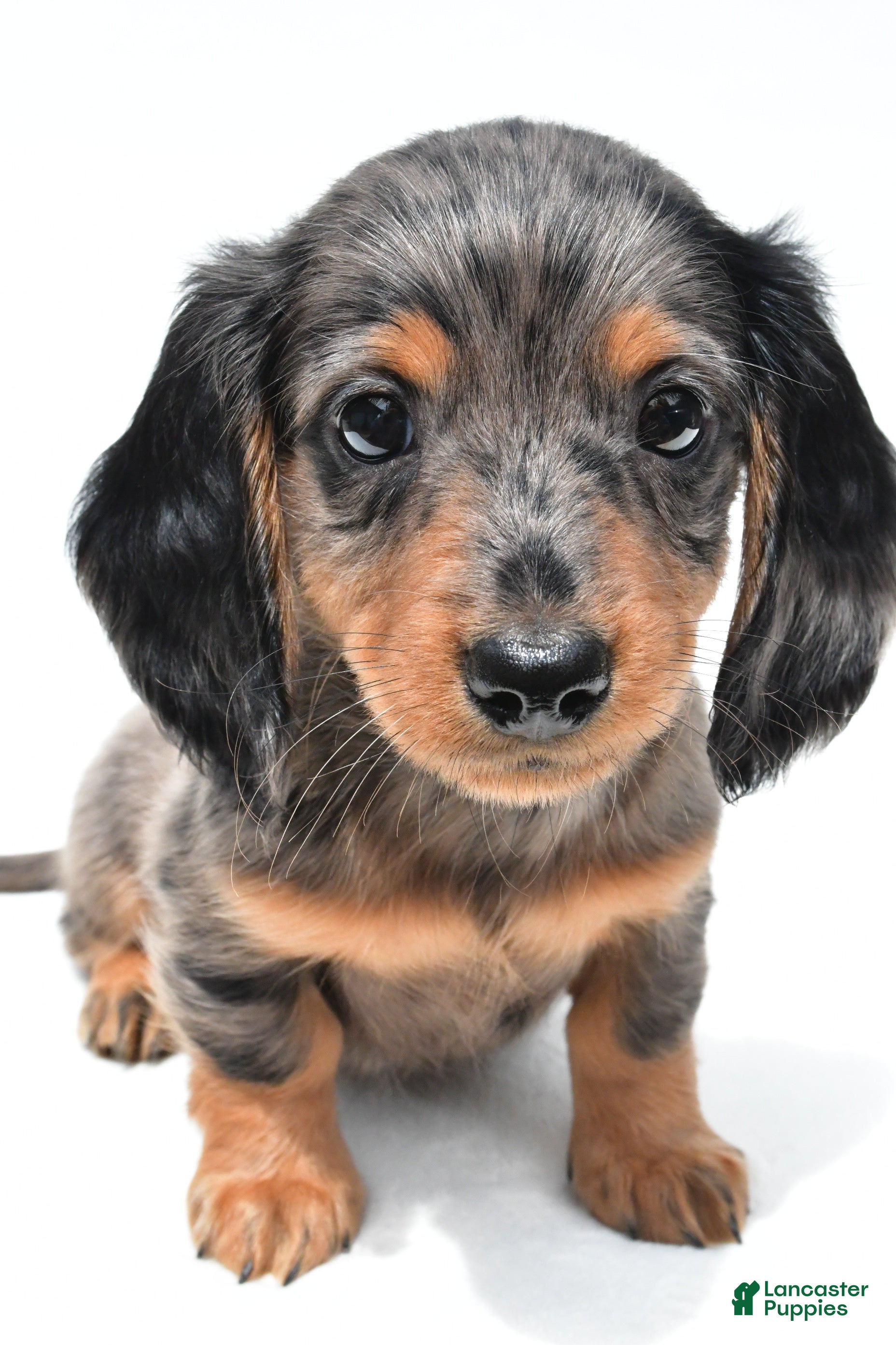 Miniature Dachshund dogs Kyler - Ad 1