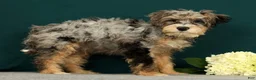 Mini Bernedoodle dogs for sale: Pongo - Ad 3