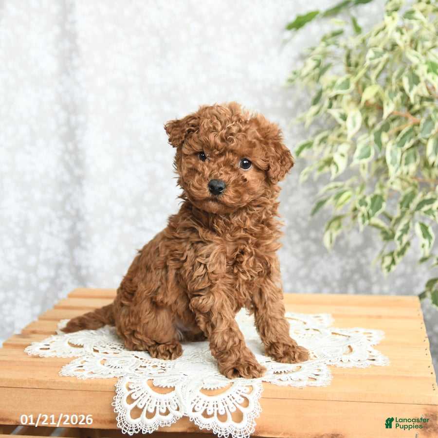 Mini Goldendoodle dogs Pepper - Ad 36