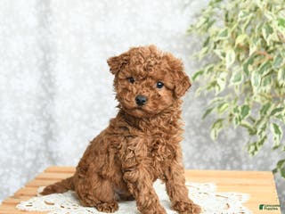 Mini Goldendoodle dogs Pepper - Ad 38