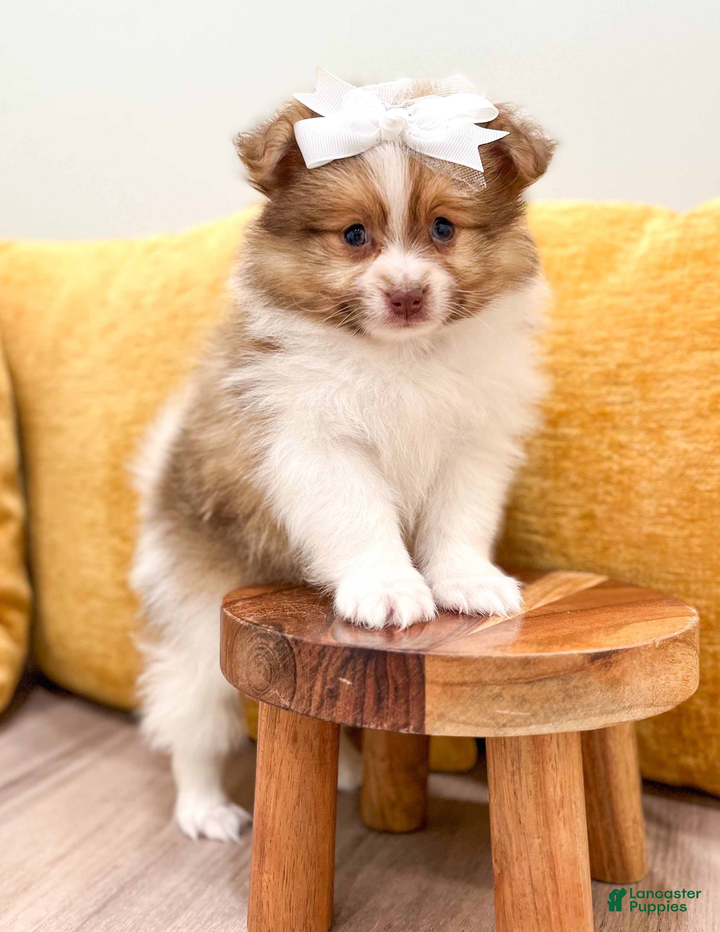 Pomeranian dogs Pumpkin - Ad 2