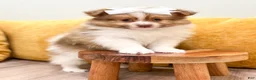 Pomeranian dogs for sale: Pumpkin - Ad 2