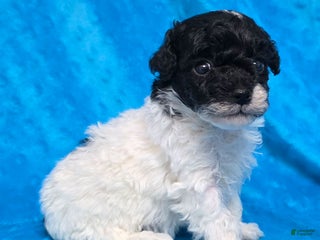 Standard Poodle dogs Ella - Ad 9